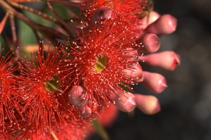 Eucalyptus Buds and Flowers